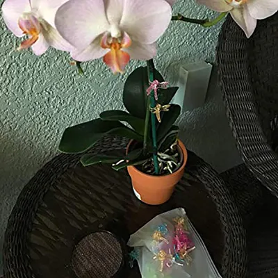 Obrázok produktu pre Klipy pre orchidey Dragonfly, Klipy na podporu záhradných rastlín, Klipy na kvetinovú révu