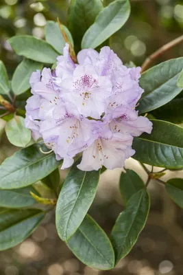 Produktbild von Rhododendron Hybr. 'Susan', Rhododendron, rosa Blüten, 40–50 cm