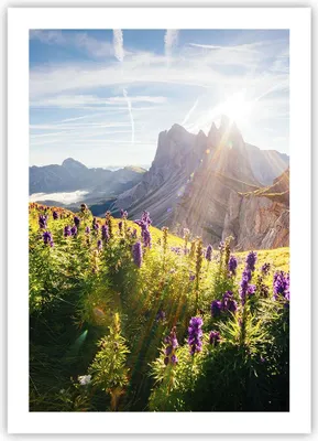 Produktbild von Poster - Poster ohne Rahmen - Berge Wiese Blumen - 50x70 cm - Wand Bild - Wanddeko - Wandbilder - Kunstposter - Wandposter - Bilder - Kunstdruck - Wanddekoration - Wandbild - P2XPA50x70-4008