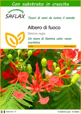 Immagine prodotto di SAFLAX  - Albero di fuoco - 6 semi - Con substrato - Delonix