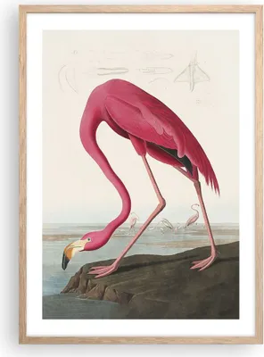 Produktbild von Gerahmtes Poster - Rahmen in heller Eiche - Flamingo Vogel Exotik - 50x70 cm - Wand Bild - Wanddeko - Wandbilder - Kunstposter - Wandposter - Bilderrahmen - Bilder - Kunstdruck - P2NPA50x70-5137