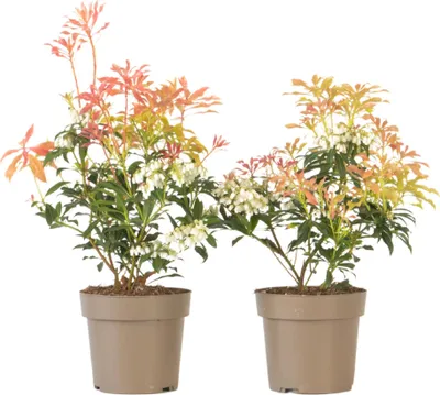 Image de Andromède du Japon - Set de 2 - Pieris 'Forest Flame' - Hauteur 25-40cm - ⌀17cm