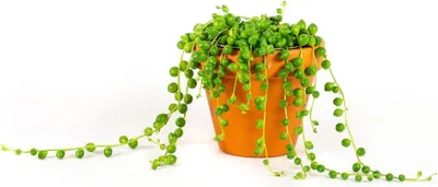 Obrázek produktu pro Gardners Senecio rowleyanus, průměr 6 cm