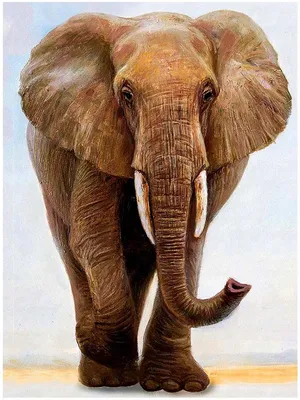 Produktbild von Pampicio Malen nach Zahlen Elefant mit Rahmen 40x50 cm