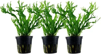 Produktbild von Aquarium Pflanze 3 Stück Microsorum pteropus 'Windelov' AquaOne Nr.308B Set