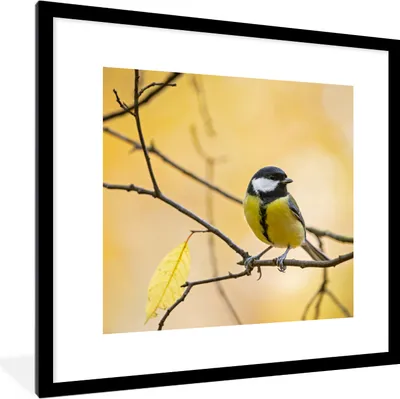 Produktbild von MuchoWow® Gerahmtes Poster Kohlmeise - Zweig - Vogel - Tiere 40x40 cm - Poster mit Schwarzem Bilderrahmen Wandposter Rahmen Foto Bilder - Poster - Plakat im Rahmen