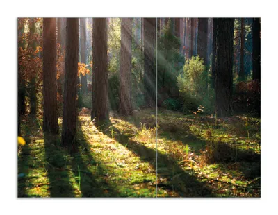 Produktbild von Wallario Herdabdeckplatte aus Glas, Größe 70 x 52 cm 2-teilig, Motiv Sonnenstrahlen im Herbstwald