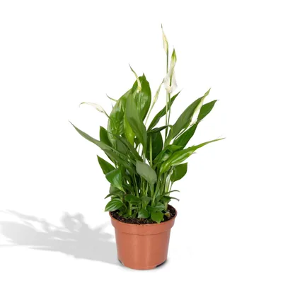 Produktbild von Meergroothandel Spathiphyllum (Löffelpflanze) - 45 cm, Ø12 cm