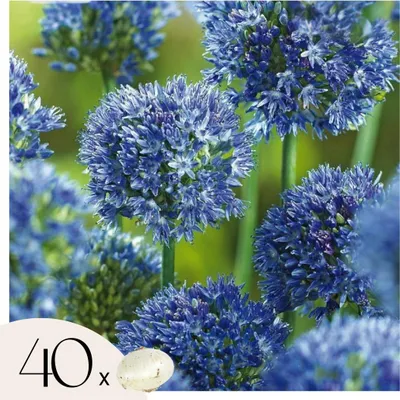 Zdjęcie produktu dla Niebieski czosnek ozdobny - Allium Caeruleum - Zestaw 40 cebulek kwiatowych