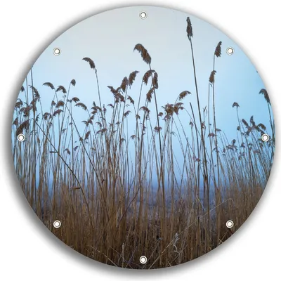 Produktbild von Wallario rundes Outdoor-Poster für Garten oder Balkon, Motiv Schilfrohr am See vor blauem Himmel, 30 cm Durchmesser