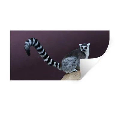 Produktbild von MuchoWow® Wandtattoo Wandsticker Wandaufkleber Affe - Ringschwanzlemur - Stein 160x80 cm Selbstklebend und Repositionierbar - Sticker - Dekorfolie