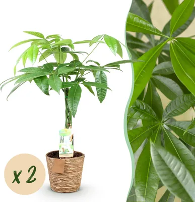 Produktbild von Pachira Aquatica geflochtener Stamm - Geldbaum - Pflegeleicht - mit Korb - Grün - 2 Pflanzen - 60-70cm - Ø17cm - Zimmerpflanze - Immergrün