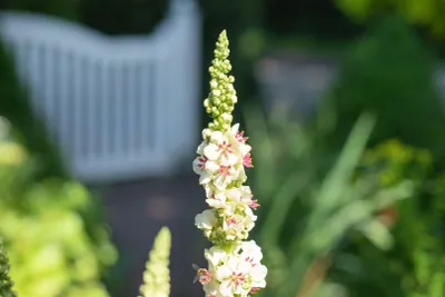 Produktbild von Verbascum nigrum 'Album', Königskerze, weiß, ca. 9x9 cm Topf