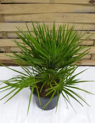 Produktbild von [Palmenlager] Chamaerops humilis 60 cm - Zwergpalme // winterharte Palme -12°C