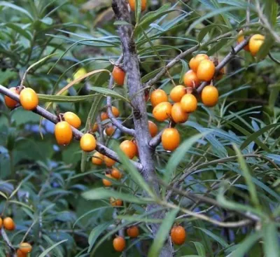 Produktbild von Sanddorn - Hippophae rhamnoides - 40-60cm