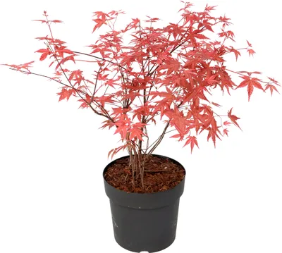 Produktbild von Japonský javor - Acer palmatum 'Beni Maiko' - Výška 60-70cm - ⌀19cm