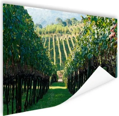 Produktbild von MuchoWow® Poster Weinberg in Brasilien 120x80 cm - Bilder