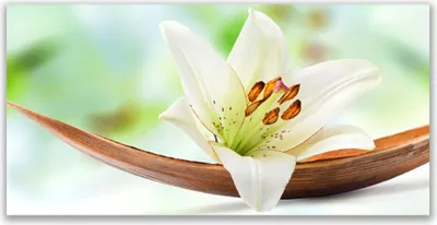 Produktbild von Glasbilder 120x60 Wandbild Druck auf Glas Blume Pflanzen