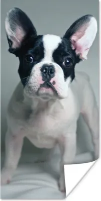 Produktbild von MuchoWow® Poster Französische Bulldogge - Welpe - Weiß 60x120 cm - Wandschmuck