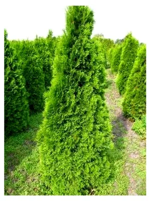 Produktbild von Smaragd Lebensbaum Thuja occidentalis 60-80 cm hoch im 5 Liter Pflanzcontainer