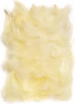 Image de Plumes d'Ecri 10-12 cm, 50 pièces.