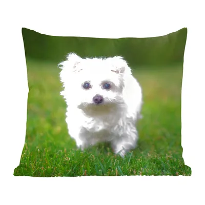 Produktbild von MuchoWow® Zierkissen Sofakissen Wohnzimmer Dekokissen 60x60 cm Malteser Hund auf einer Wiese - Sitzfläche - Foto Polster