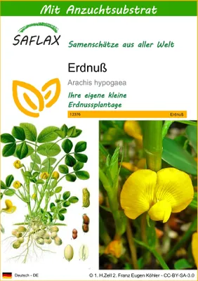 Produktbild von SAFLAX - Erdnuß - Arachis hypogaea - 8 Samen - Mit keimfreiem Anzuchtsubstrat