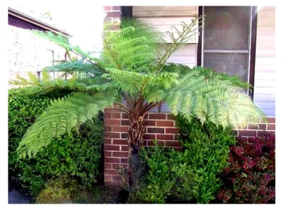Produktbild von Cyathea australis Baumfarn ca. 40 cm – Australischer Baumfarn im Topf – Exotischer und schnellwüchsiger Farn – Immergrüne Zierpflanze für Garten, Terrasse und Wintergarten