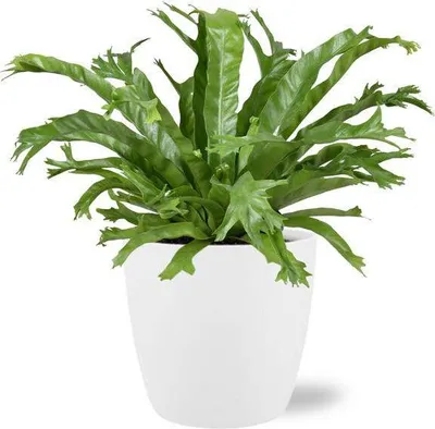 Obrázok produktu pre Asplenium Nidus Crissie - paprad hniezdová, izbová rastlina, výška 40cm