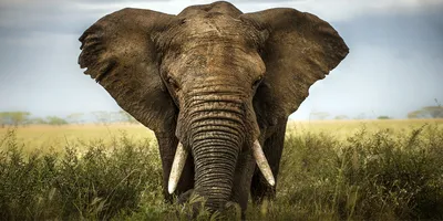 Produktbild von Tulup® Leinwandbild - 140x70 cm - Wandkunst - Drucke auf Leinwand - Leinwanddruck  - Tiere - Braun - Elefant Savanne