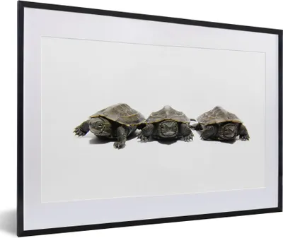 Produktbild von MuchoWow® Gerahmtes Poster Drei Schildkröten vor einem weißen Hintergrund 60x40 cm - Poster mit Schwarzem Bilderrahmen Wandposter Rahmen Foto Bilder - Schlafzimmer - Plakat in Rahmen - Drucken
