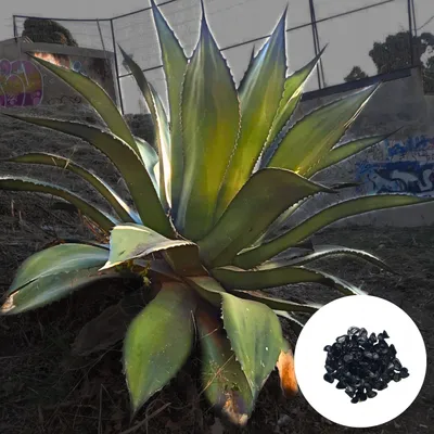 Obrázok produktu pre Exotické semená - balenie 5 ks - Robustná - Agave Salmiana - Agáve obrovská