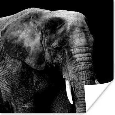 Produktbild von MuchoWow® Poster Elefant - Tiere - Schwarz - Weiß 100x100 cm - Babyzimmer