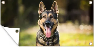 Produktbild von MuchoWow® 80x40 cm Outdoor-Poster Gartendeko Sichtschutz Garten Poster für den Garten  Ein Deutscher Schäferhund lächelt mit heraushängender Zunge in die Kamera