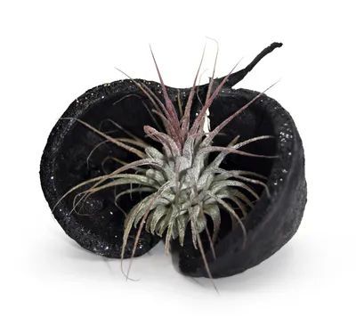 Produktbild von Pterygota alata Schale schwarz glitzer mit Tillandsie
