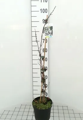 Obrázok produktu pre Abeliophyllum distichum - Snežienka 30- 40 cm nádoba