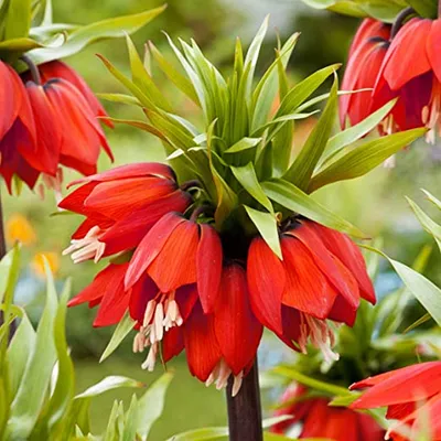 Zdjęcie produktu dla Fritillaria - Szachownica William Rex 1 szt. Cebule Cebulki Kwiatowe