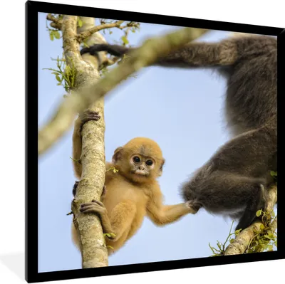 Produktbild von MuchoWow® Gerahmtes Poster Junger Affe schaut in die Kamera 40x40 cm - Poster mit Schwarzem Bilderrahmen Wandposter Rahmen Foto Bilder - Mit Rahmen - Wanddekoration Schlafzimmer