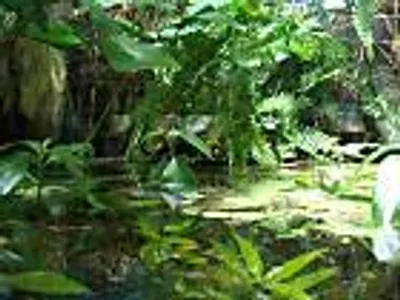 Produktbild von Pflanzenset für Regenwald Paludarium Terrarium