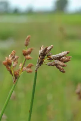 Produktbild von Scirpus lacustris, Teichbinse, ca. 9x9 cm Topf
