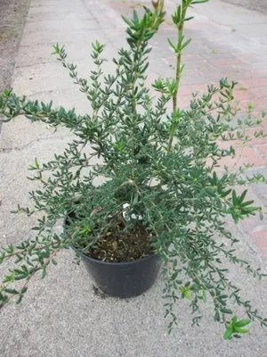 Produktbild von Berberis stenophylla - Schmalblättrige Berberitze 20-30cm