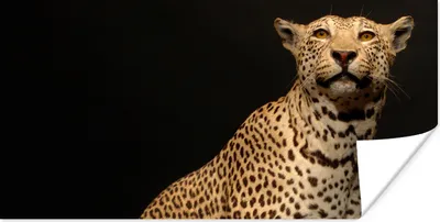 Produktbild von MuchoWow® Poster Leopard - Tiere - Fleck 40x20 cm