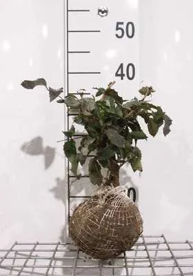 Zdjęcie produktu dla Mahonia aquif. 'Apollo' - Mahonia 25- 30 cm - Pojemnik