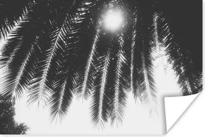 Produktbild von MuchoWow® Poster Palmenblätter - Tropisch - Sonne - Palme 60x40 cm - Schlafzimmerdekoration