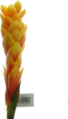 Produktbild von DPI Ingwerblüte Orange & Rot 80 cm - Kunstblumen