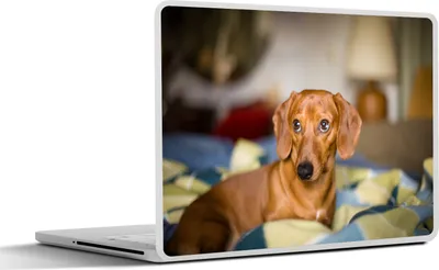 Produktbild von MuchoWow® Laptop Aufkleber Sticker Cover Dackel liegend auf einem Bett 30x21 cm - Sticker für Laptop - Selbstklebend