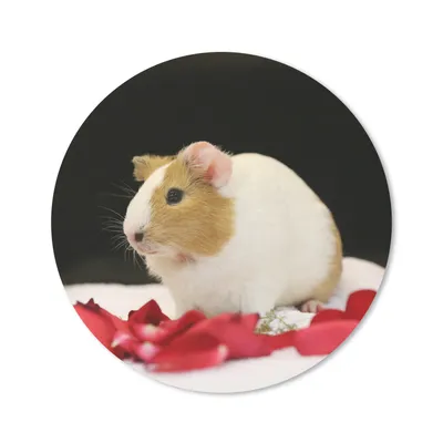 Produktbild von MuchoWow® Mauspad Mousepad Liebes Meerschweinchen 20x20 cm - Mousepads - Maus Mat - Pad - Mausunterlage - Schreibtischmatte