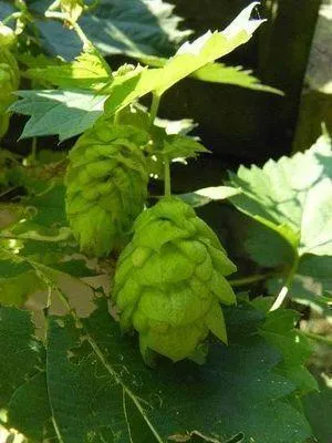 Zdjęcie produktu dla Humulus lupulus - Chmiel 50-60 cm | Doniczka