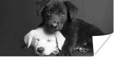 Produktbild von MuchoWow® Poster Hunde - Welpe - Schwarz - Weiß - Tiere 40x20 cm - Poster für die Wand - Poster Schlafzimmer