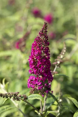 Produktbild von Buddleja davidii 'Nanho Purple', Schmetterlingsflieder, lila, 40–60 cm